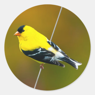 American Goldfinch - Originalfotografie Runder Aufkleber