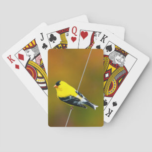 American Goldfinch - Originalfotografie Spielkarten