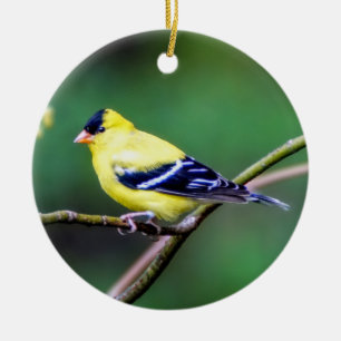 American Goldfinch Ornament