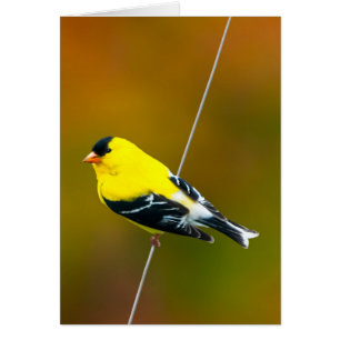 American Goldfinch - Photo originale
