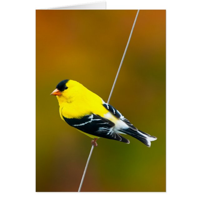 American Goldfinch - Photo originale (Devant)