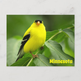 American Goldfinch Postcard Postkarte