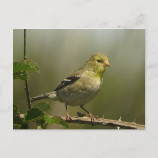 American Goldfinch Postcard Postkarte (Vorderseite)