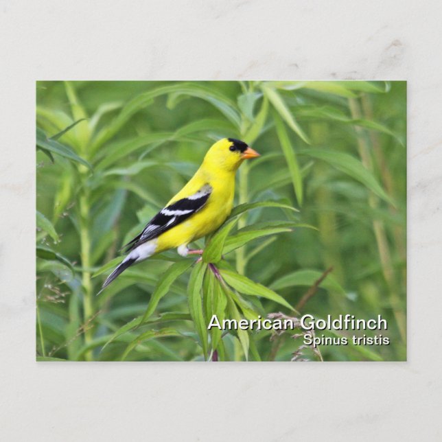 American Goldfinch Postcard Postkarte (Vorderseite)