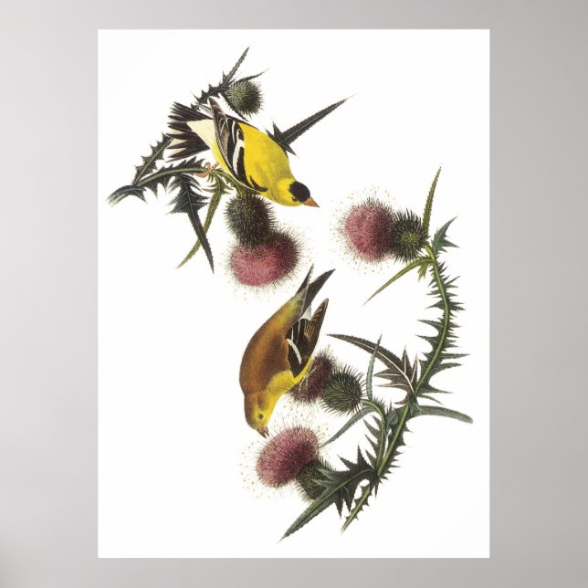 American Goldfinch Poster (Vorne)