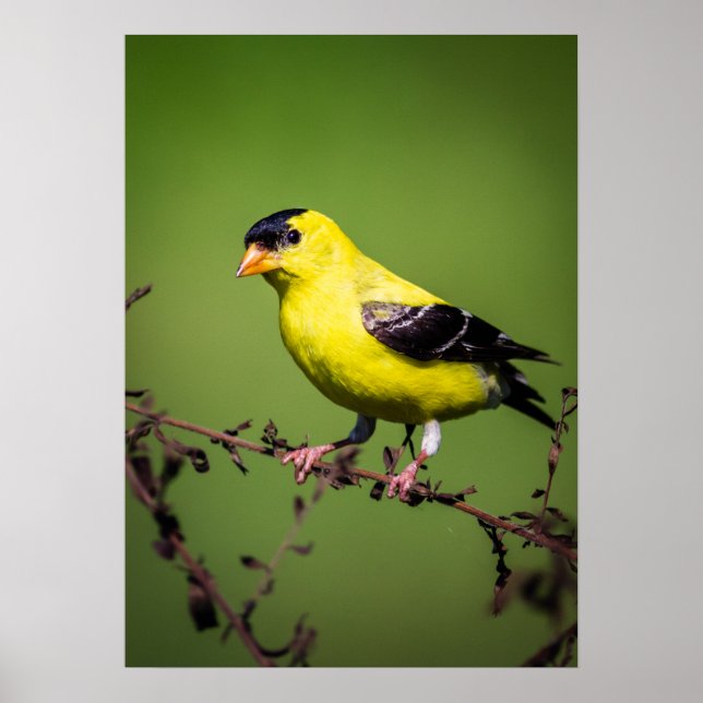 American Goldfinch Poster (Vorne)