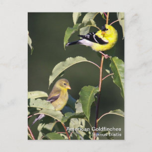 American Goldfinch Postkarte