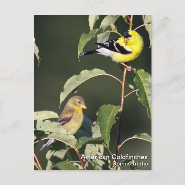 American Goldfinch Postkarte (Vorderseite)