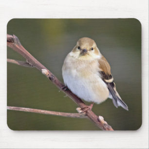 American Goldfinch sieht Sie an Mousepad