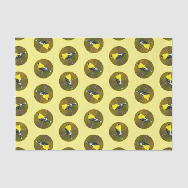 American Goldfinch Songbird Original Fotograf Seidenpapier (Vorderseite)