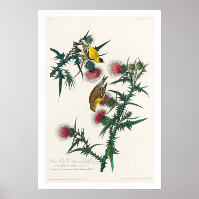 American Goldfinch von Audubon Poster (Vorne)