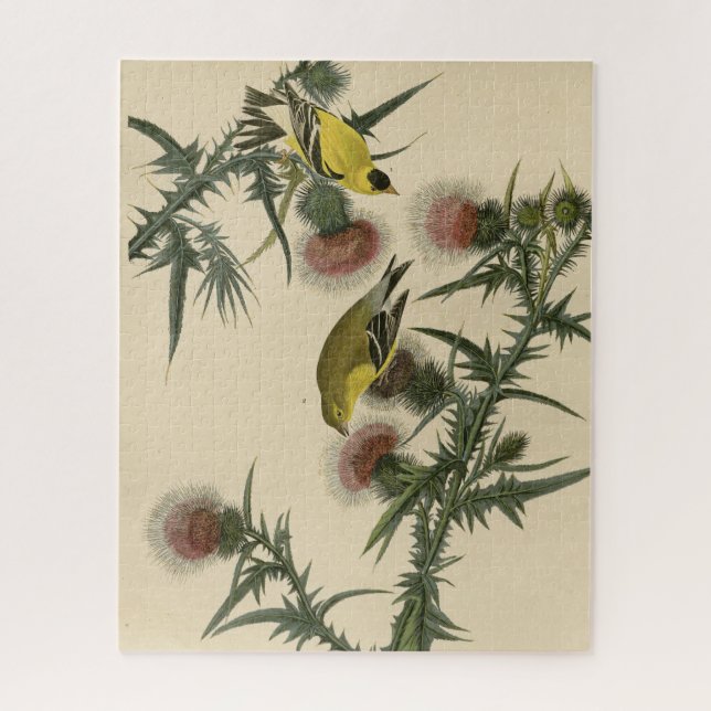 American Goldfinch von Audubons Vögeln in Amerika (Vertikal)