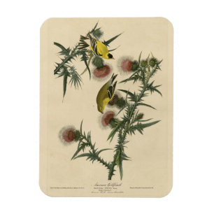 American Goldfinch von Audubons Vögeln in Amerika Magnet