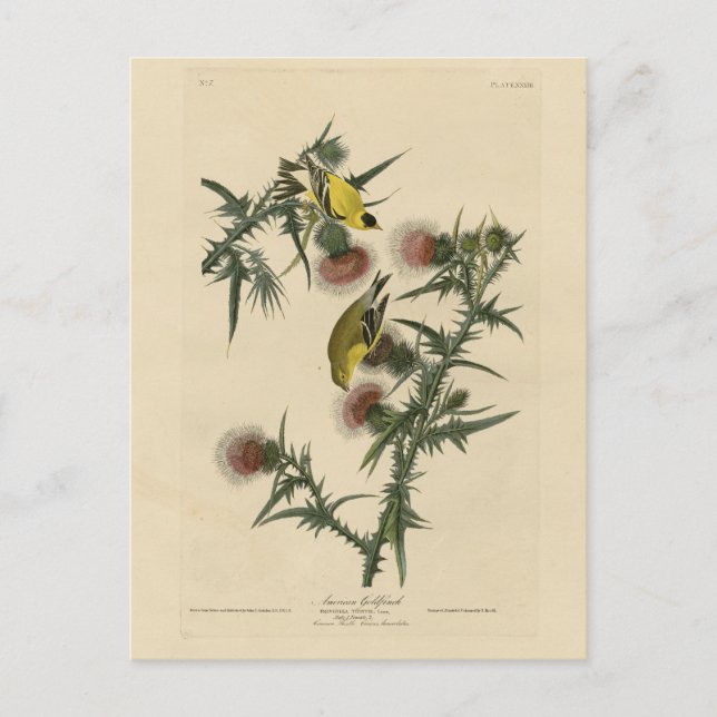 American Goldfinch von Audubons Vögeln in Amerika Postkarte (Vorderseite)