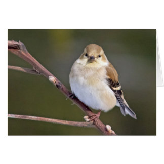American Goldfinch vous regarde