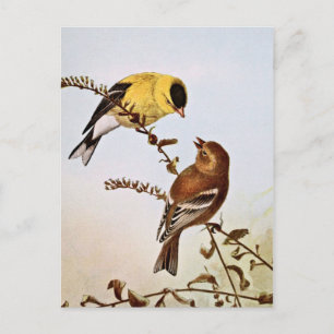 American Goldfinchs Bird Illustration Postkarte
