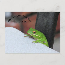 American Green Treefrog Postcard Postkarte