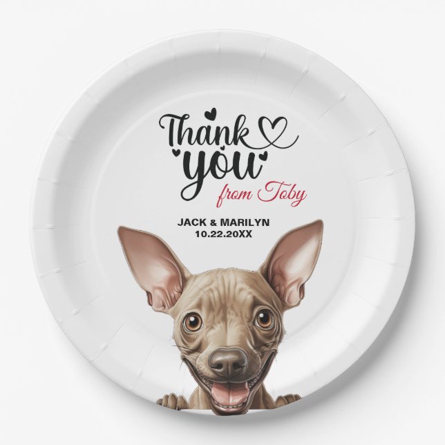 American Hairless Terrier Pappteller (Vorderseite)