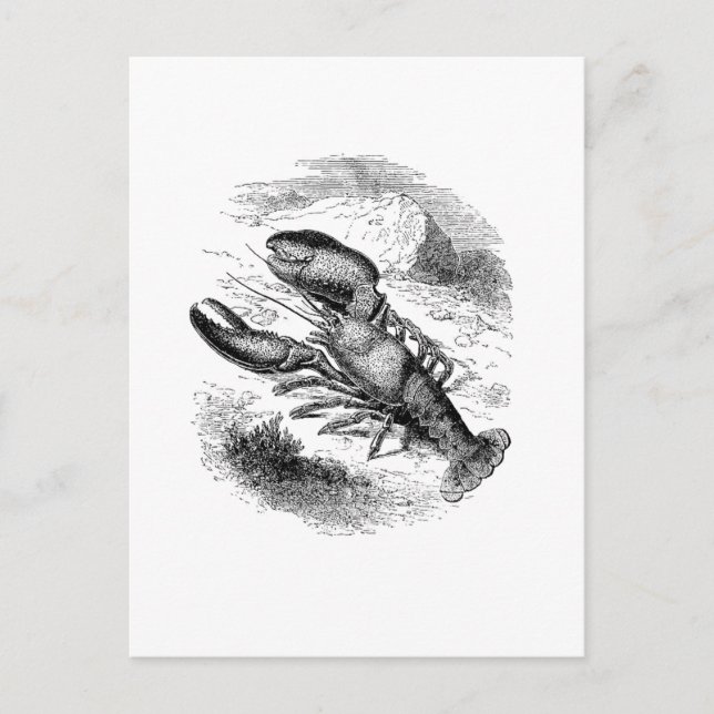 American Hummer Postkarte (Vorderseite)