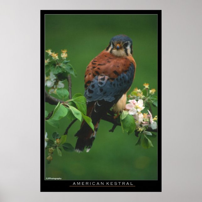 American Kestral Poster (Vorne)