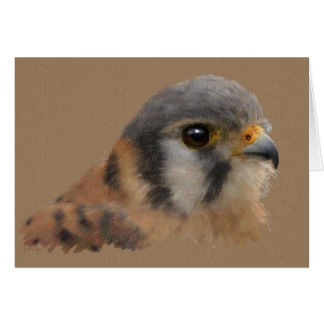 American Kestrel (Vorderseite (Horizontal))