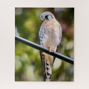 American Kestrel