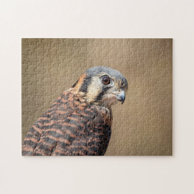 American Kestrel (Horizontal)