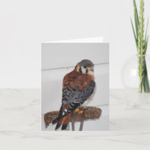 American Kestrel Foto Faltkarte
