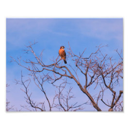 American Kestrel Hawk Fotodruck