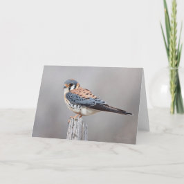 American Kestrel Karte