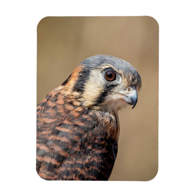 American Kestrel Magnet (Vertikal)