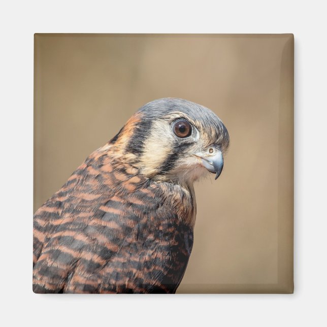 American Kestrel Magnet (Vorne)