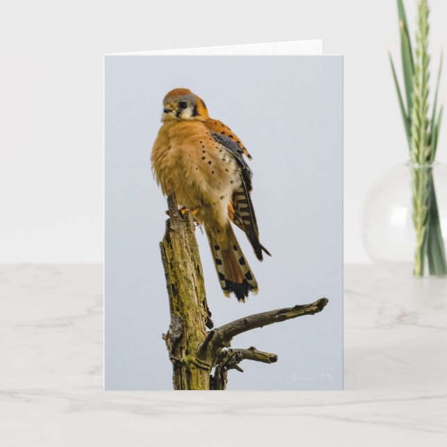 American Kestrel Pacific Nordwest Danke Karte (Vorderseite)