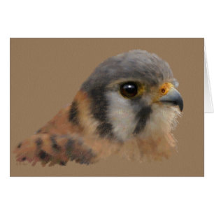 American Kestrel Portrait