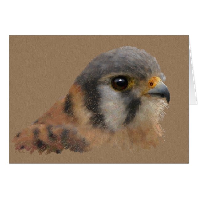 American Kestrel Portrait (Devant horizontal)
