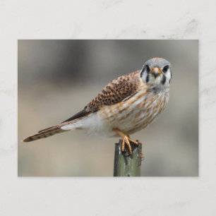 American Kestrel Postcard Postkarte
