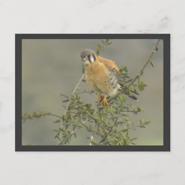American Kestrel Postcard Postkarte (Vorderseite)
