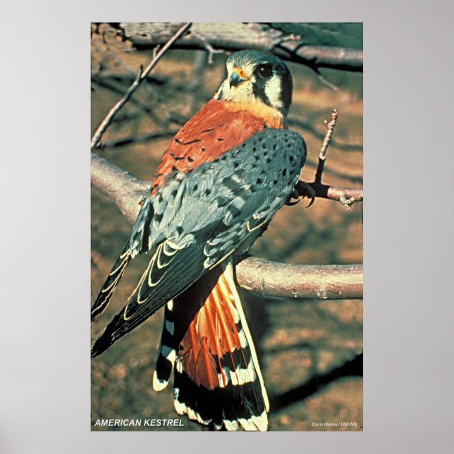 American Kestrel Poster (Vorne)