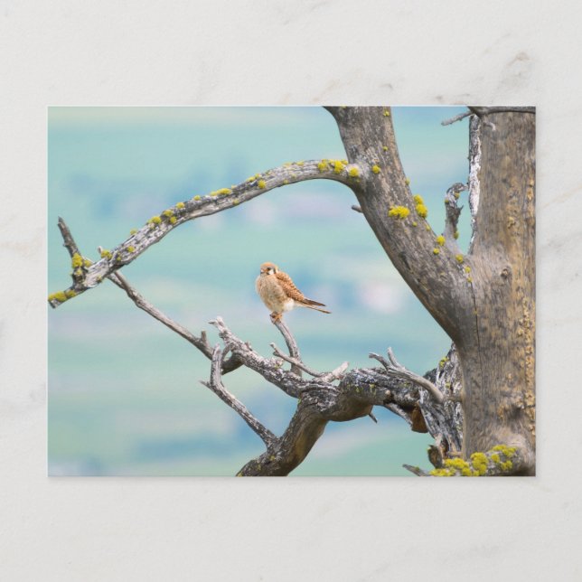 American Kestrel Postkarte (Vorderseite)