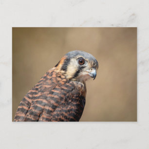 American Kestrel Postkarte