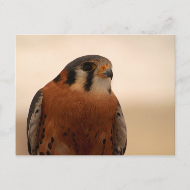 American Kestrel Postkarte (Vorderseite)