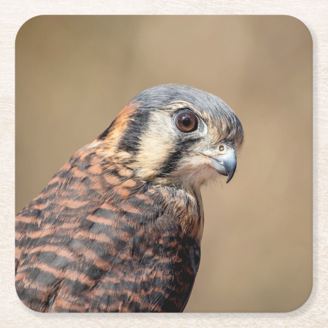 American Kestrel Rechteckiger Pappuntersetzer (Vorderseite)
