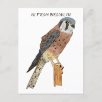 American Kestrel Vogelillustrierung