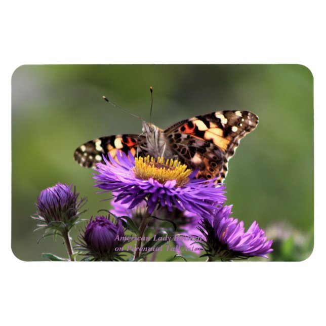 American Lady Butterfly Perennial Asters 4x6 Magnet (Horizontal)