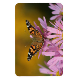 American Lady Butterfly Perennial Clara Curtis 4x6 Magnet