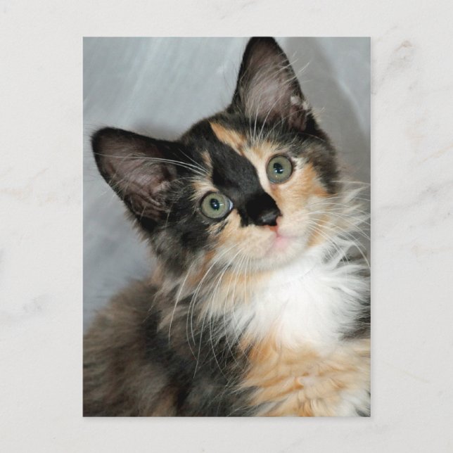 American Longhair Calico Kitten Postkarten (Vorderseite)