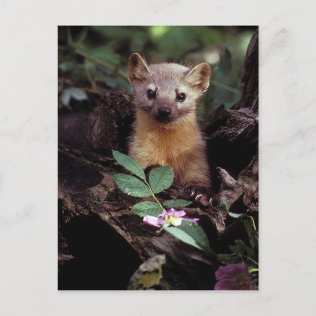 American Marten Postcard Postkarte (Vorderseite)