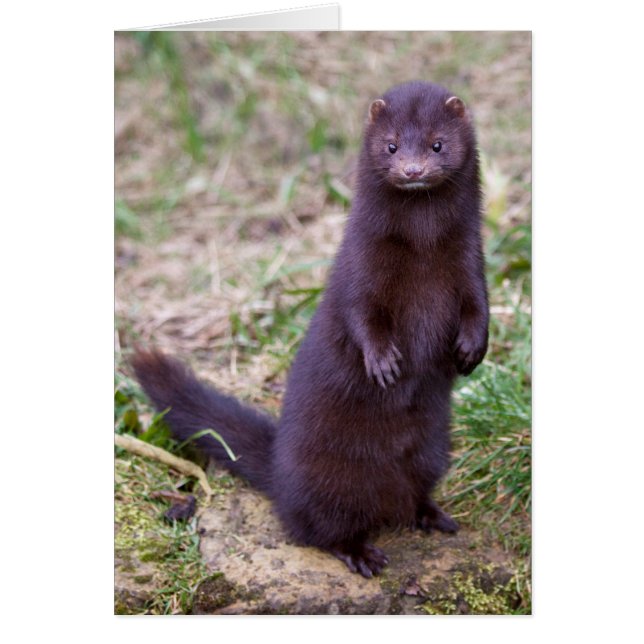 American Mink Card (Vorne)