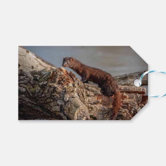 American Mink Geschenkanhänger (Vorderseite (Horizontal))