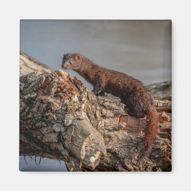 American Mink Magnet (Vorne)